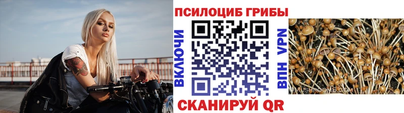 Псилоцибиновые грибы Psilocybine cubensis  Верхняя Пышма 