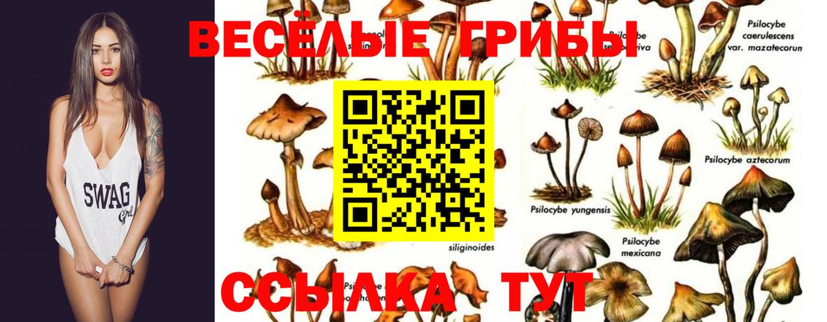 Псилоцибиновые грибы Cubensis Верхняя Пышма